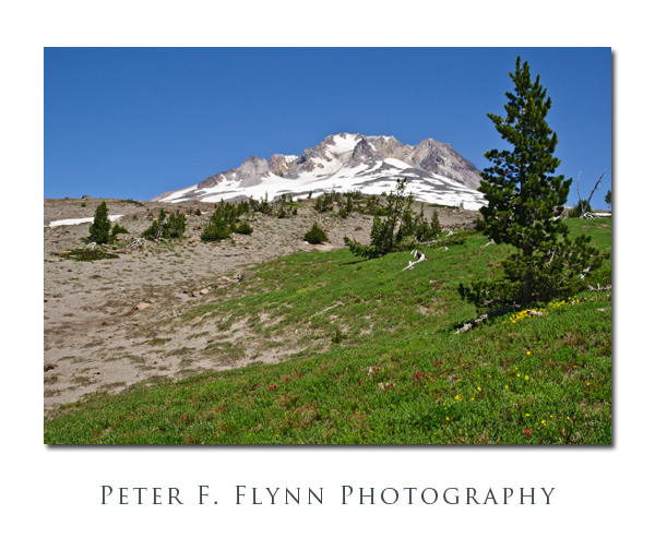 Mt. Hood and a Small Meadow