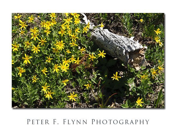 yellow_flowers_weather_wood1