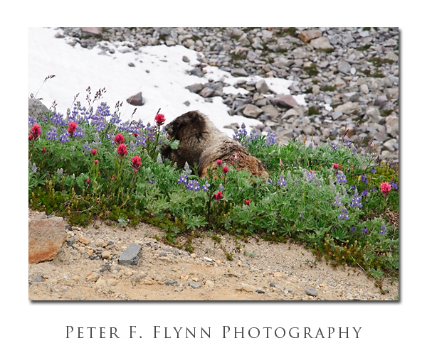 Flower-Munching Marmot Flower-Munching Marmot