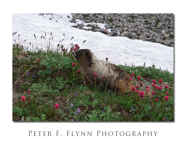 Marmot Marmot